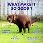 Digestive Probiotics for Dogs - Image 2