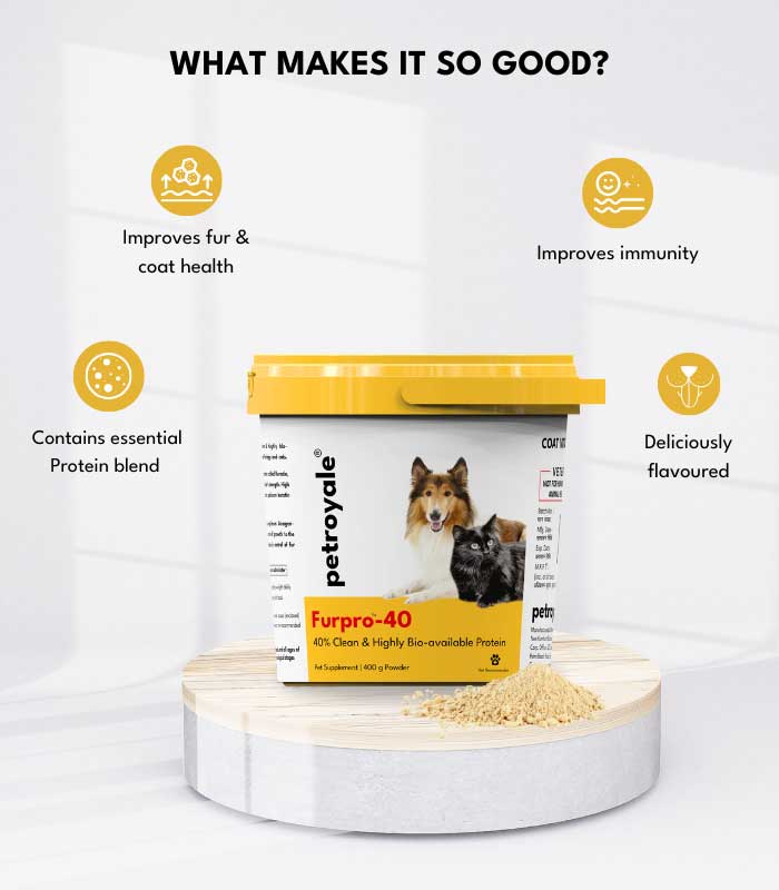 2 Fur Family Fusion - Image 2